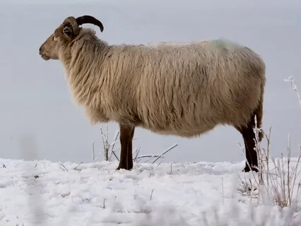 Bedtime Story: Claire's Winter Day And The Good Shepherdess