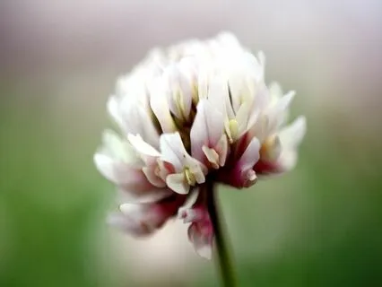 Bedtime Story: Clover Blossom Bedtime Story Poem