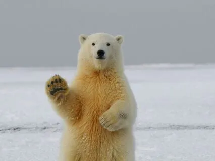 Bedtime Story Collection With Animals