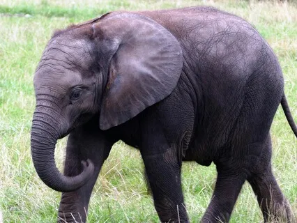 Bedtime Story Euston's Special Day The Forgetful Elephant