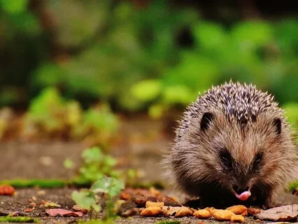 Bedtime Story Harry The Hedgehog Meets Park Ranger Pablo