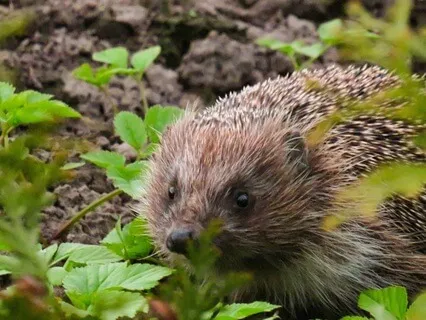 Bedtime Story: Harry The Hedgehog's Adventure (Birdsong)