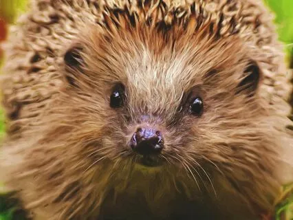 Bedtime Story: Harry The Hedgehog's Adventure