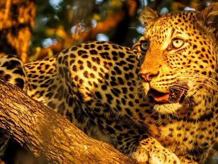 Bedtime Story: How The Leopard Got His Spots