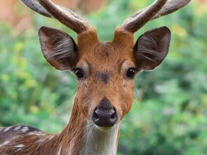 Bedtime Story: The Little Deer