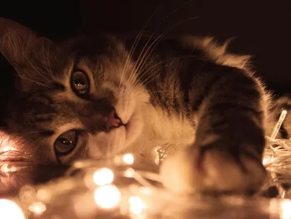 Bedtime Story: Mewy, The Singing Cat