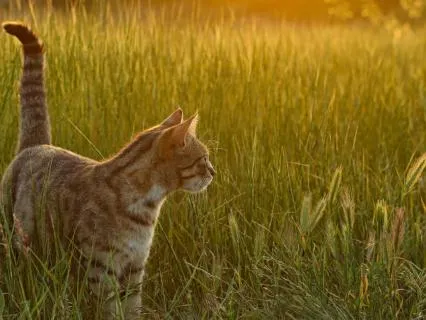 Bedtime Story: Missy's Meadow Journey
