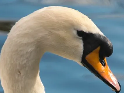 Bedtime Story: The Swan