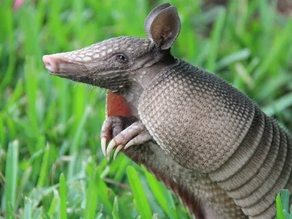 Bedtime Story: The Beginning Of The Armadillos