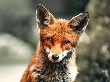 Bedtime Story: The Brave Fox