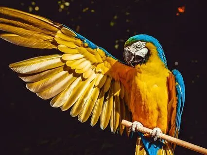 Bedtime Story: The Brave Little Parrot