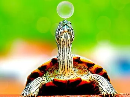 Bedtime Story: The Kind Little Turtle