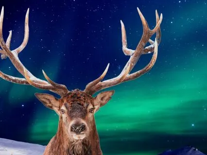 Bedtime Story: The Christmas Reindeer Pt. 1