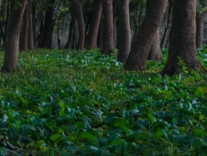 Bedtime Story: The Druid Of The Sapphire Grove