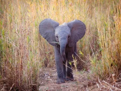 Bedtime Story: The Elephant's Child