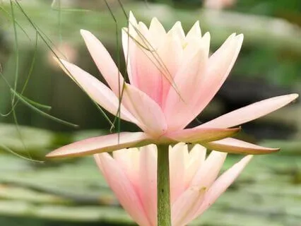 Bedtime Story: The Lotus Flower