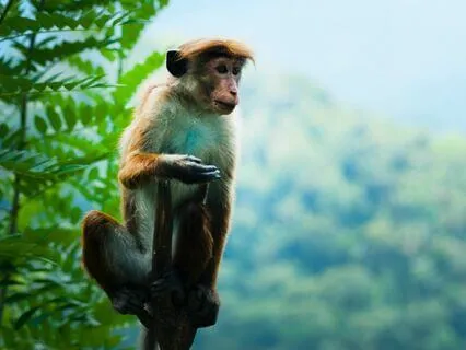 Bedtime Story: The Monkey's Heart