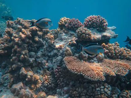 Bedtime Story: The Sea Fairies EP2 │Immersive Sounds