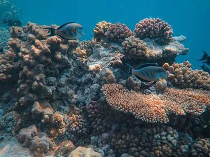 Bedtime Story: The Sea Fairies | Immersive Sounds