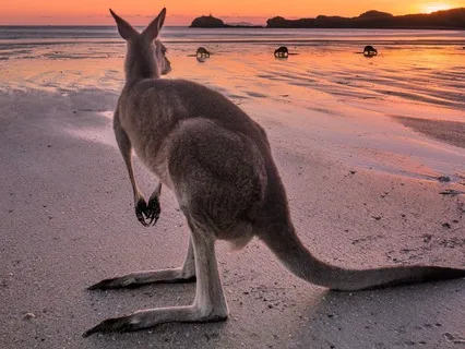 Bedtime Story: The Sing-Song Of Old Man Kangaroo