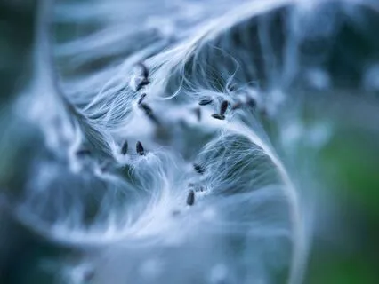 Bedtime Story - The Sleeping Seed