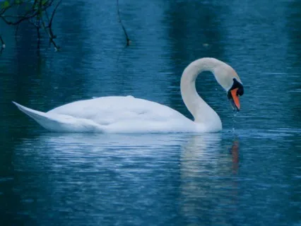 Bedtime Story: The Ugly Duckling