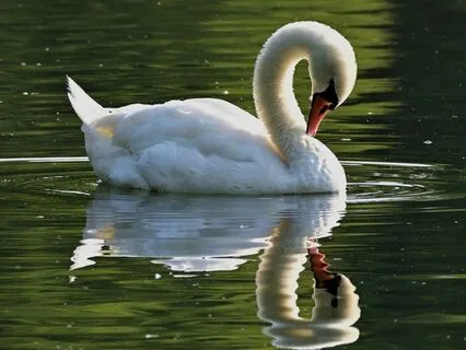 Bedtime Story: The Ugly Duckling