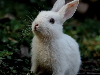 Bedtime Story: The Velveteen Rabbit