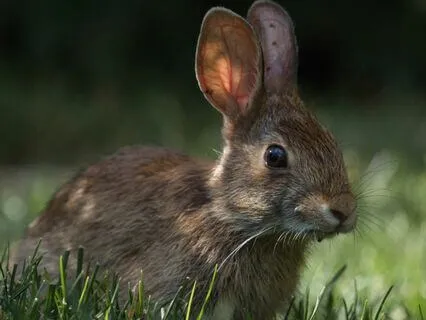 Bedtime Story: The Velveteen Rabbit