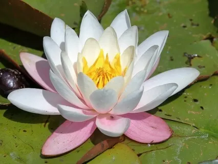 Bedtime Story: The Water Lily. The Gold Spinners.