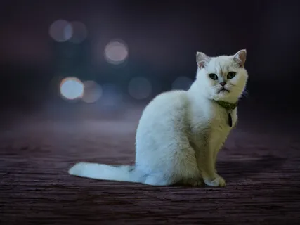 Bedtime Story: The White Cat