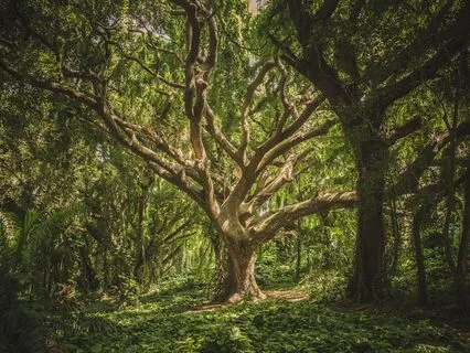 Bedtime Story: The Wishing Tree