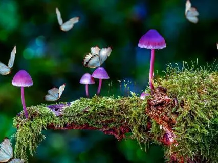 Bedtime Story: Whispers Of The Greenwood