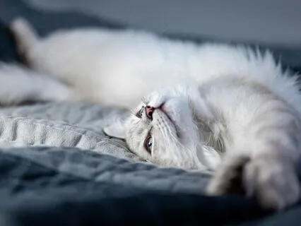 Bedtime Stretch And Sing-Along