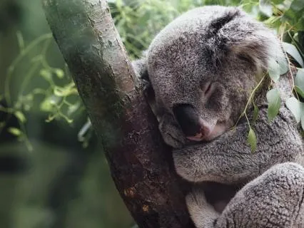 Bedtime Tale + 8.5 Hours Of Deep Sleep Music