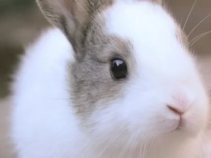 Bedtime Tale: Alice's Adventures In Wonderland Ch 11