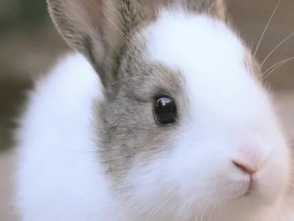 Bedtime Tale: Alice's Adventures In Wonderland Ch 5