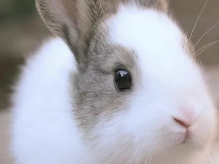 Bedtime Tale: Alice's Adventures In Wonderland Ch 6