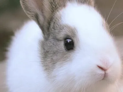 Bedtime Tale: Alice's Adventures In Wonderland Ch 7