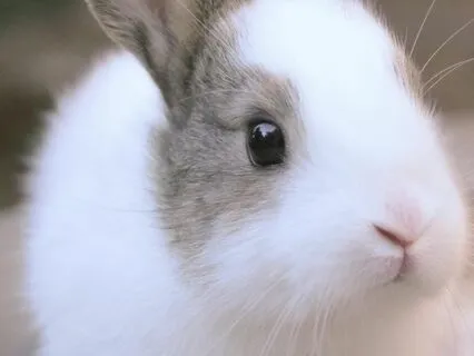 Bedtime Tale: Alice's Adventures In Wonderland Ch 8