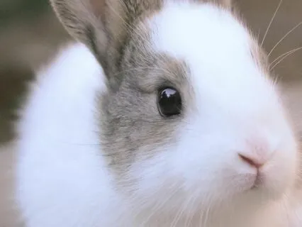 Bedtime Tale: Alice's Adventures In Wonderland Ch 9