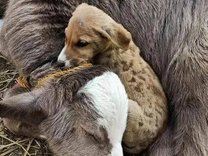 Bedtime Tale: Leaves Of Grass