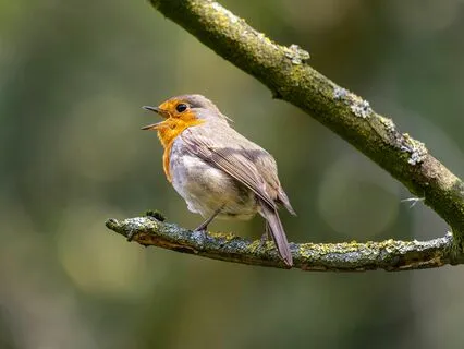 Bedtime Tale: The Bird Of Popular Song