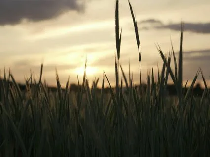 Bedtime Tale: The Buckwheat