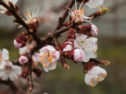 Bedtime Tale: The Conceited Apple-Branch