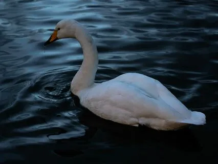 Bedtime Tale: The Six Swans