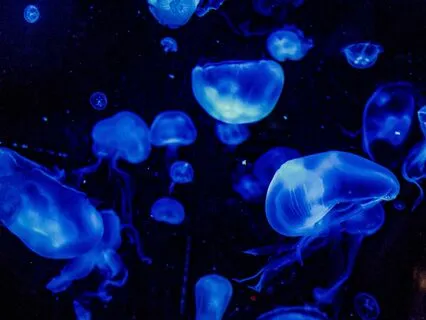 Bedtime Tale: The Water Babies Ch 1/Part 2