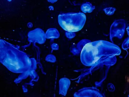 Bedtime Tale: The Water Babies Ch 1/Part 3