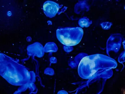 Bedtime Tale: The Water Babies Ch 2/Part 2