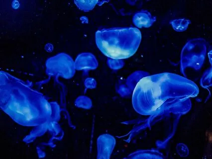 Bedtime Tale: The Water Babies Ch 3/Part 1